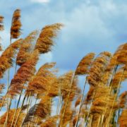 reeds blowing in the wind with cloudy sky in the background