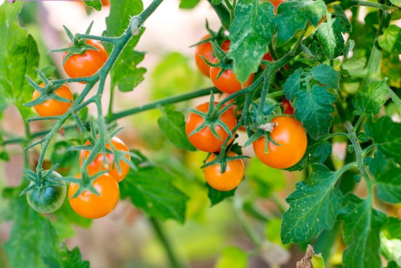 How To Grow Sungold Tomatoes Horticulture Magazine