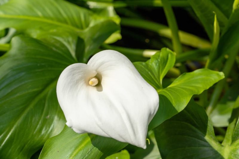 RHS Master Horticulturist Reveals 30 Plants He For