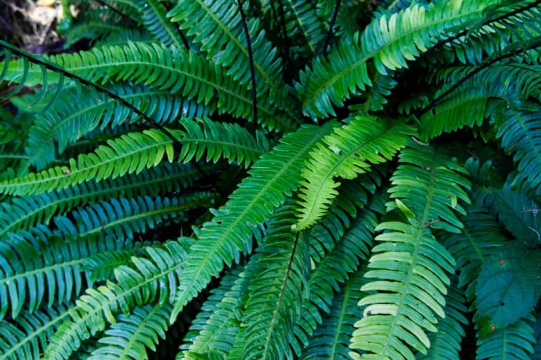 76 Ericaceous Plants For Acidic Garden Soil Horticulture.co.uk