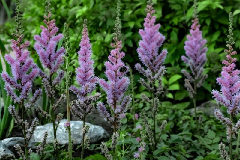 RHS Master Horticulturist Reveals 30 Plants He For Waterlogged Soil Horticulture