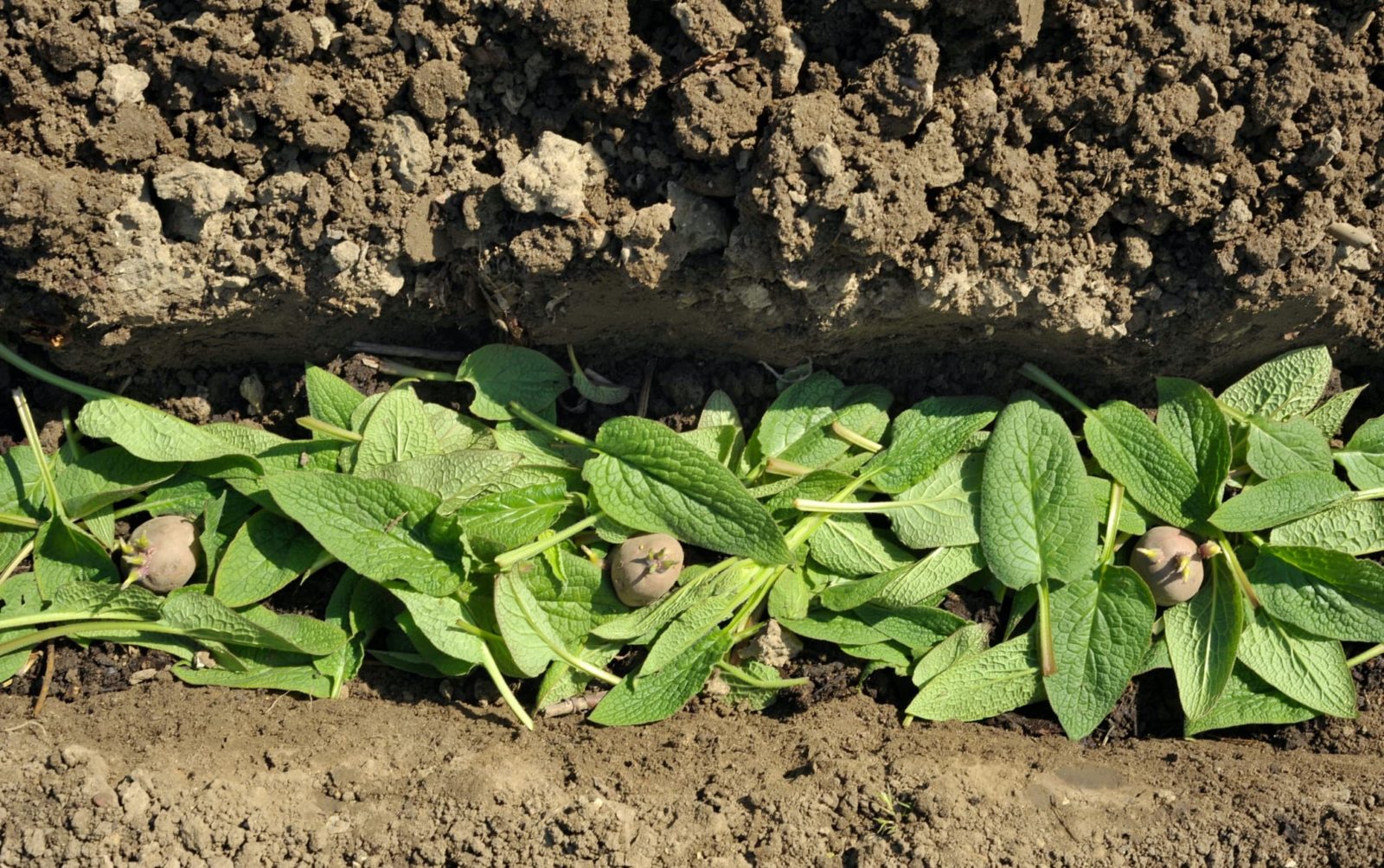 a vegetable garden trench with comfrey and chitted desiree potatoes