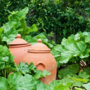 two traditional clay forcing jars next to rhubarb plants