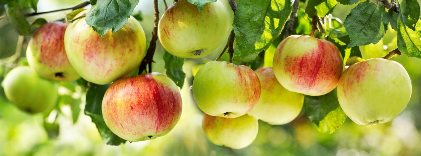 ripe apples on branches of a tree