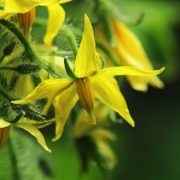 yellow flowers of tomato plant