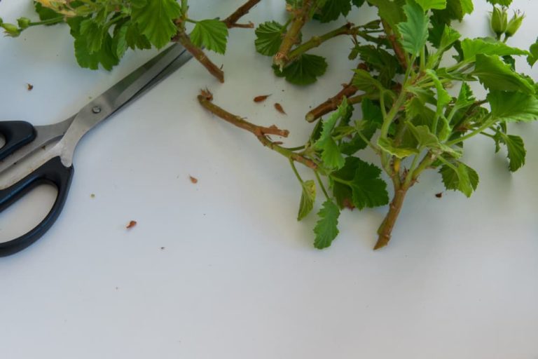 How To Take Geranium Cuttings For Propagation Horticulture