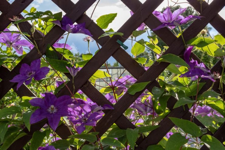 Train Your Clematis To Climb: Experts Share Their Advice For Trellis ...