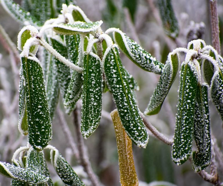 6 Reasons Your Rhododendron Leaves Are Wilting And Drooping