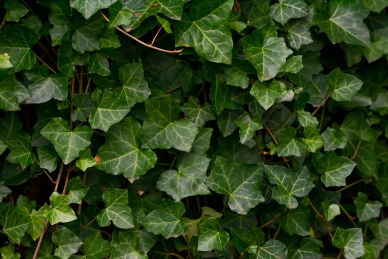 Horticulturists Suggest These 15 Hardy Climbers & Shrubs For Winter