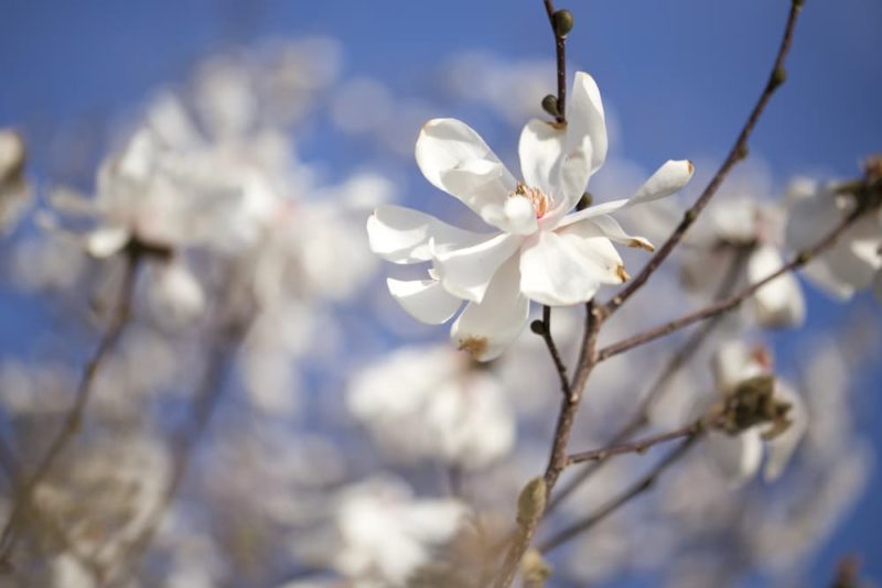 How To Grow Magnolia Trees In Containers Horticulture.co.uk