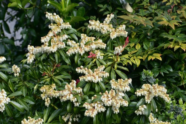 How (And When) To Prune & Cut Back Pieris Horticulture.co.uk