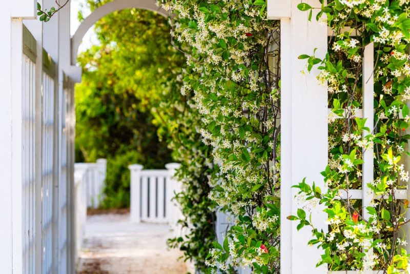 How To Train Clematis To Climb A Wall, Fence, Pillar Or Trellis