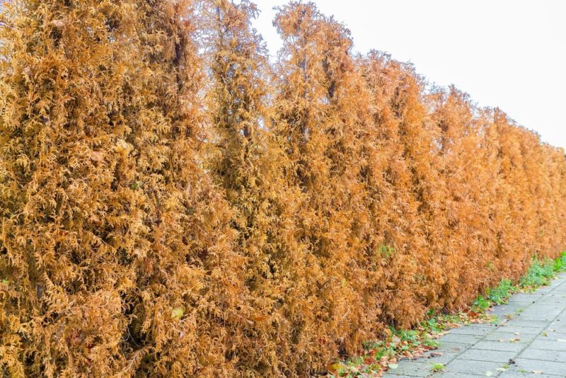 7 Reasons Your Conifers Are Turning Brown Horticulture.co.uk