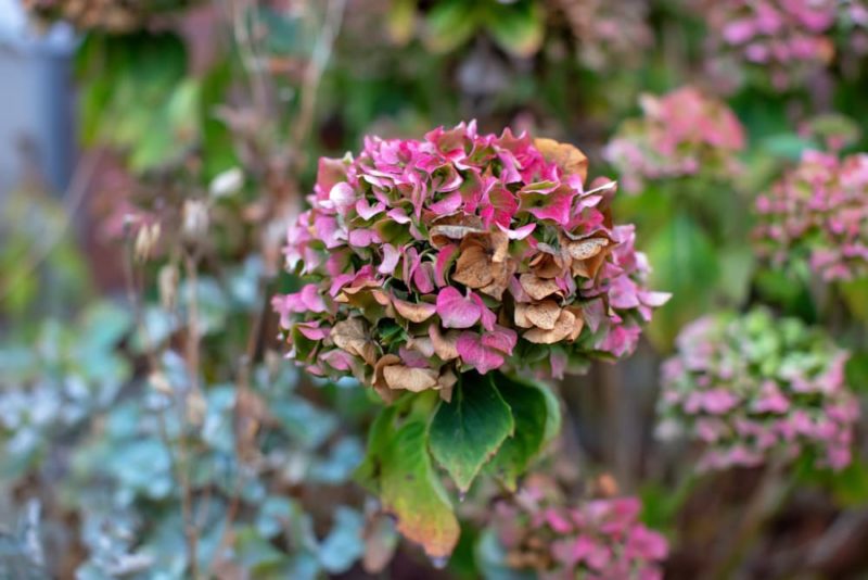 5 Reasons For Hydrangea Leaves Turning Brown Horticulture