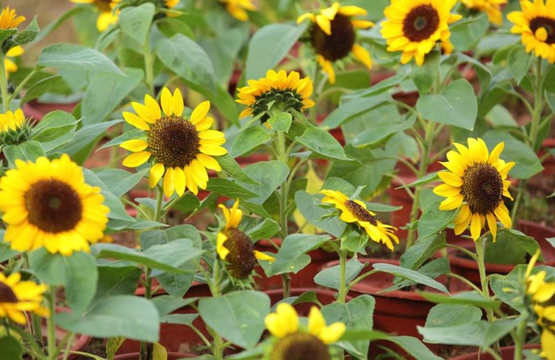 Growing Sunflowers In Containers Horticulture Magazine