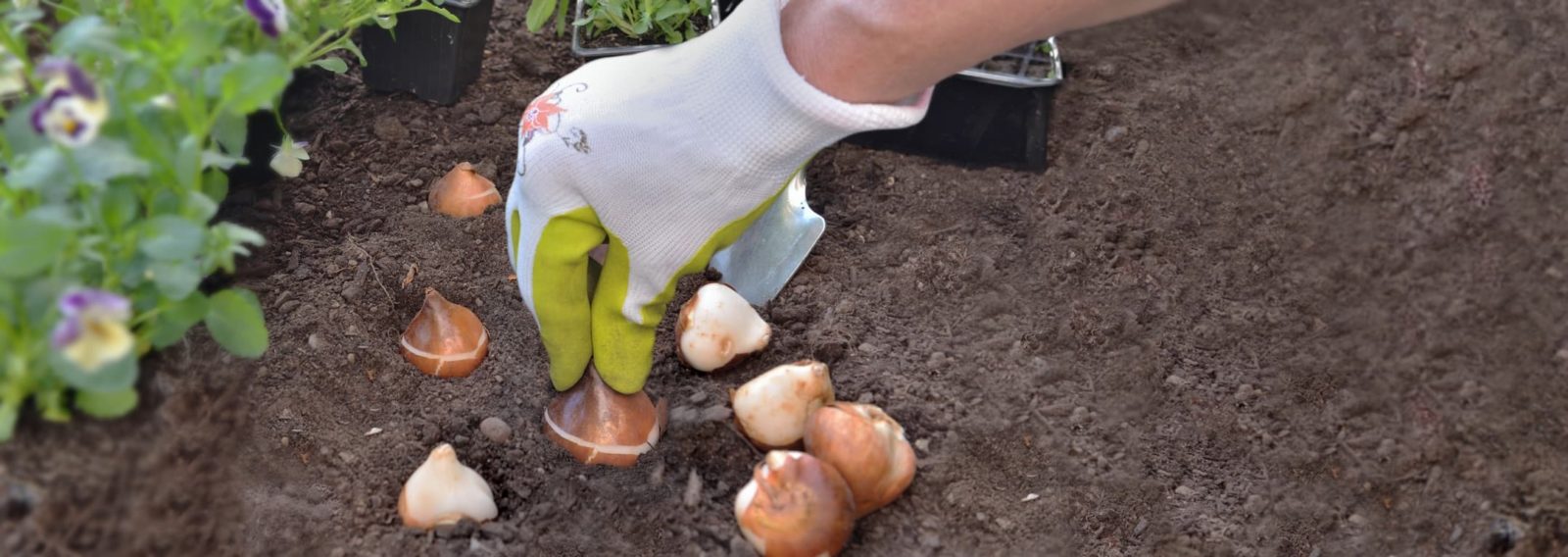 tulip bulbs being hand-planted into garden soil