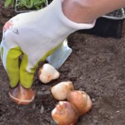 tulip bulbs being hand-planted into garden soil