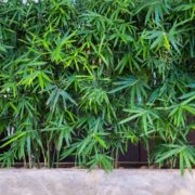 a wall of bamboo being grown in concrete planters