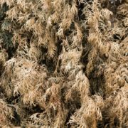 brown dried conifer foliage