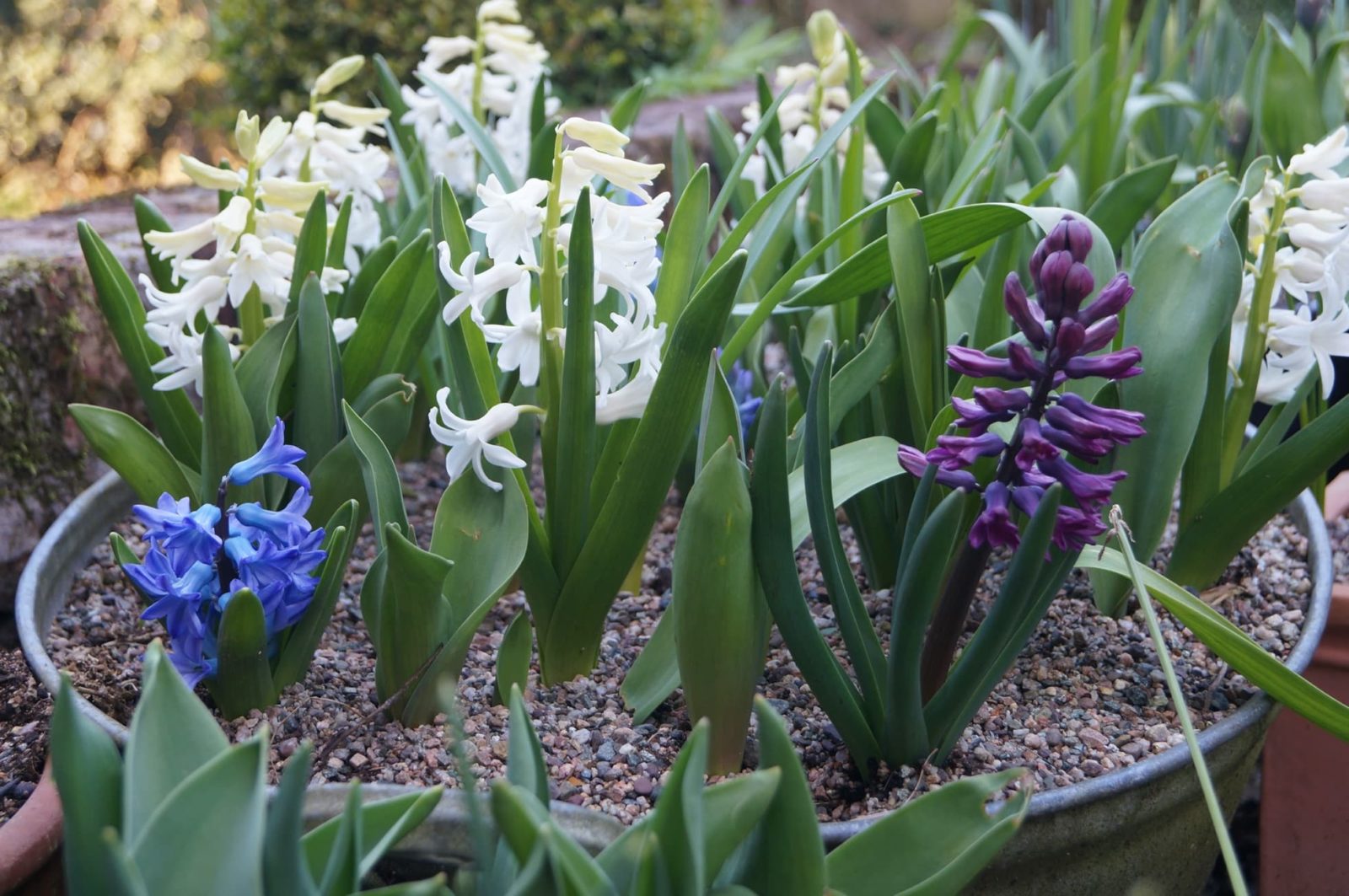 hyacinths, tulips and allium planted in a tin bath bulb lasagne