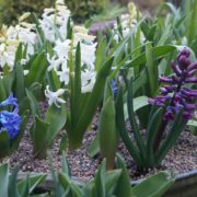 hyacinths, tulips and allium planted in a tin bath bulb lasagne