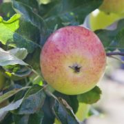 double cordon apple tree in an orchard