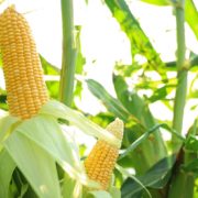 ripe corn cobs growing in a field