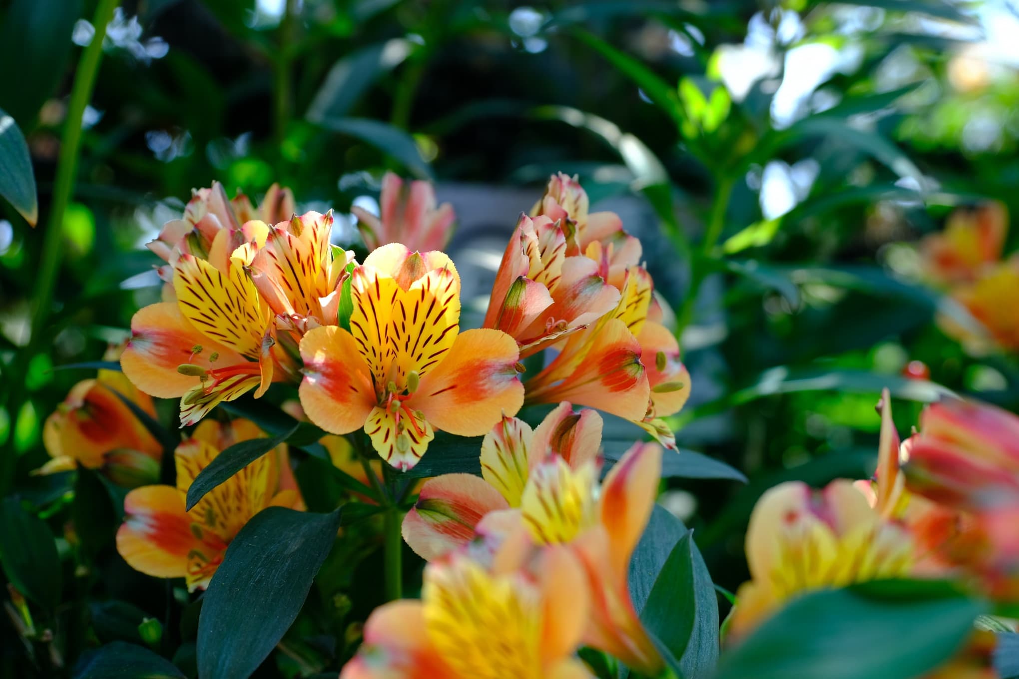 How To Divide Alstroemeria Tubers Easily Horticulture.co.uk