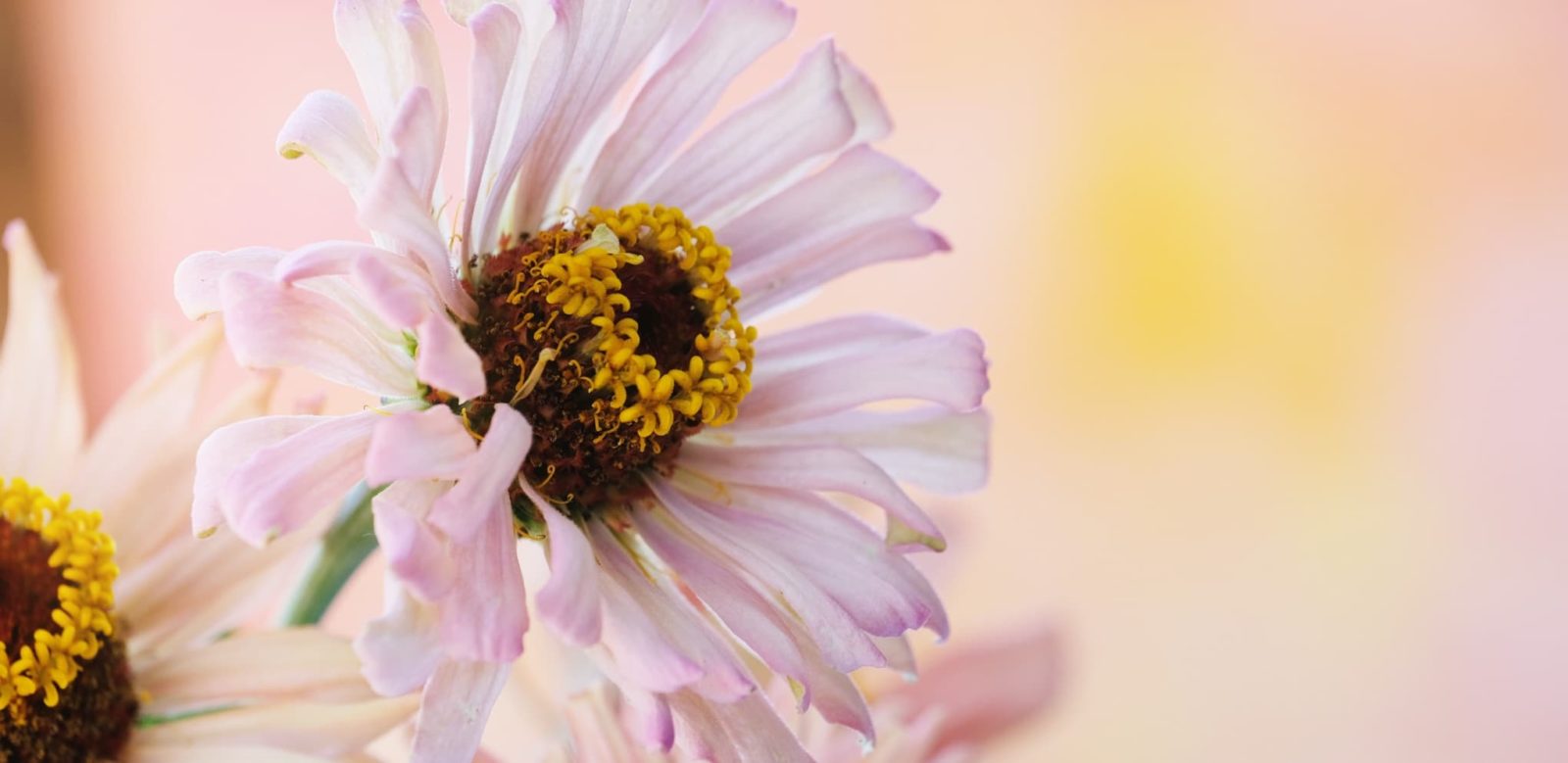 white zinnia flowers with blurred background