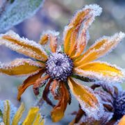 frost covering flowers and foliage in a winter garden