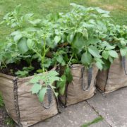 three large sacks with potato plants growing from them in the garden