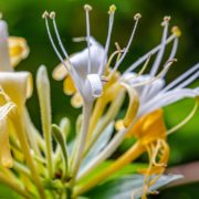 lonicera honeysuckle closeup