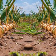 rows of onion plants in a field ready for harvest