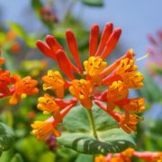 orange and scarlet honeysuckle in bloom