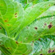 hydrangea leaves with brown spots