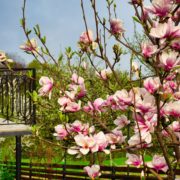 blossoming magnolia tree with a balcony in the background