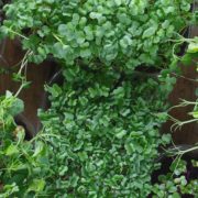 mixed microgreens on a wooden background