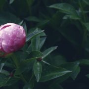 blossoming pink peony flower with foliage backdrop