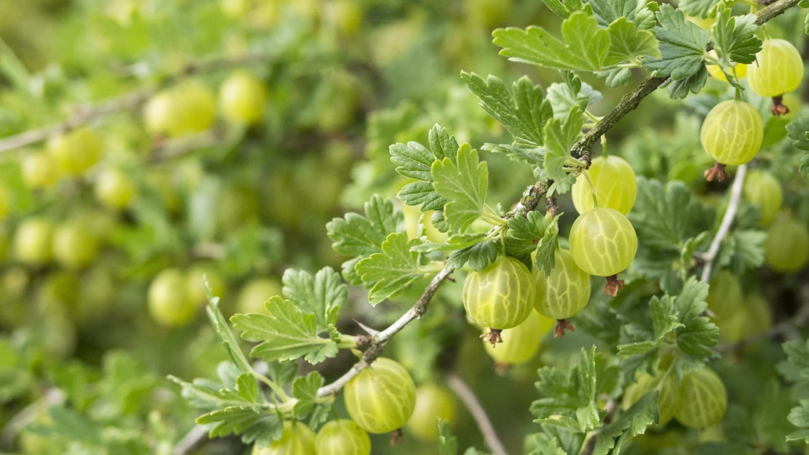 gooseberry fruits on the branch
