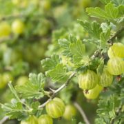 gooseberry fruits on the branch