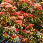 pieris japonica leaves