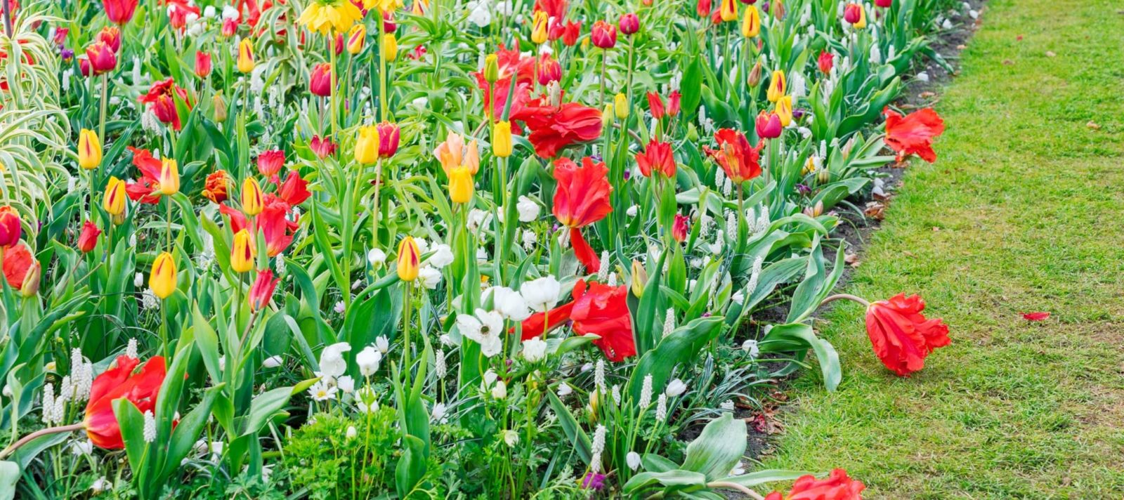 tulips and bluebells growing in a garden border