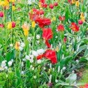 tulips and bluebells growing in a garden border