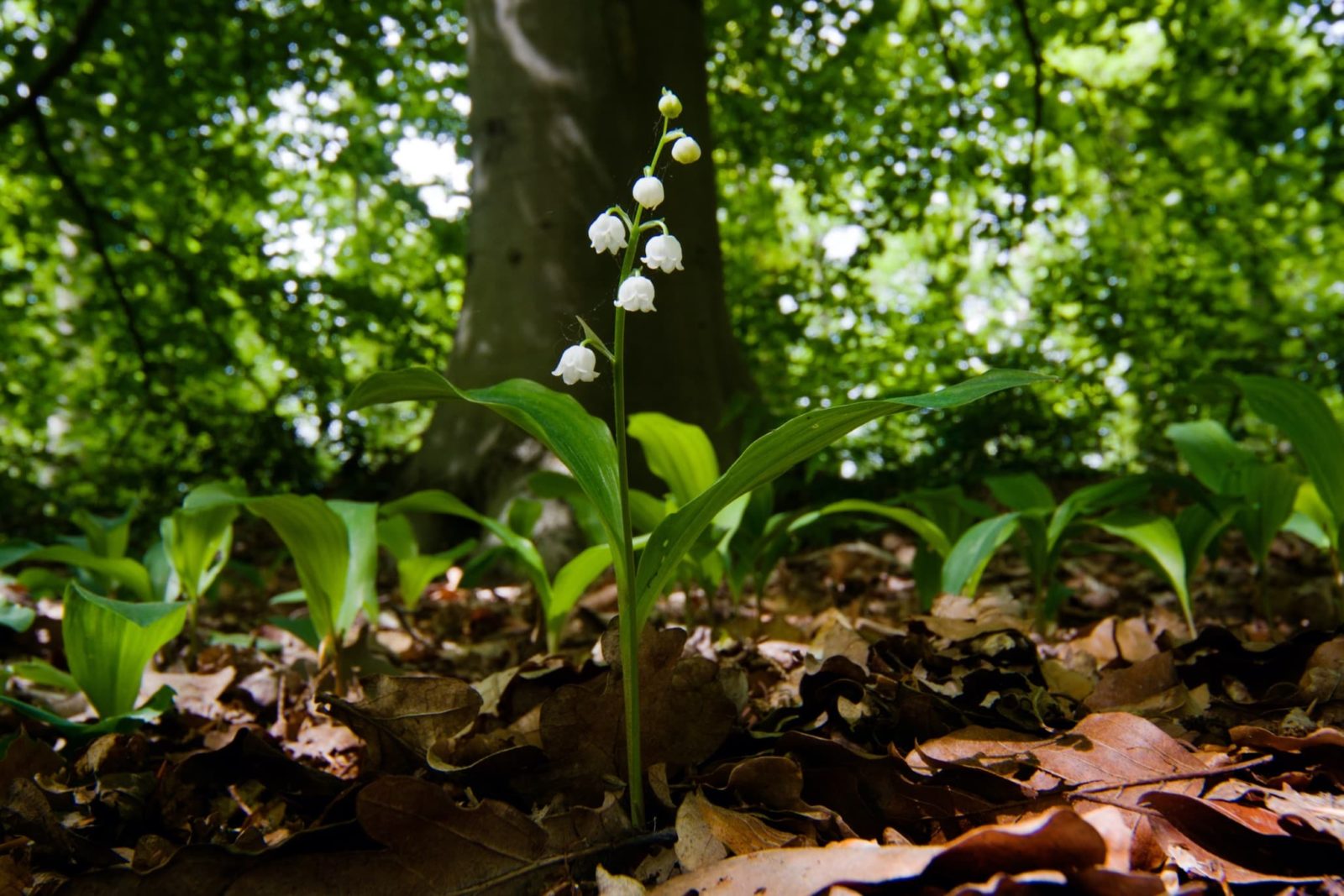 lily of the valley growing under the shade of a tree