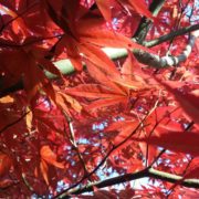 red leaves of a Japanese Maple tree