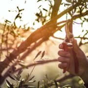 pruning an olive tree with secateurs and sunset in background