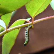 rose sawfly larvae hanging from a leaf