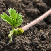 a strawberry runner above soil