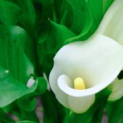 white zantedeschia aethiopica flower