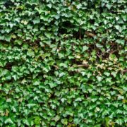 a wall of ivy